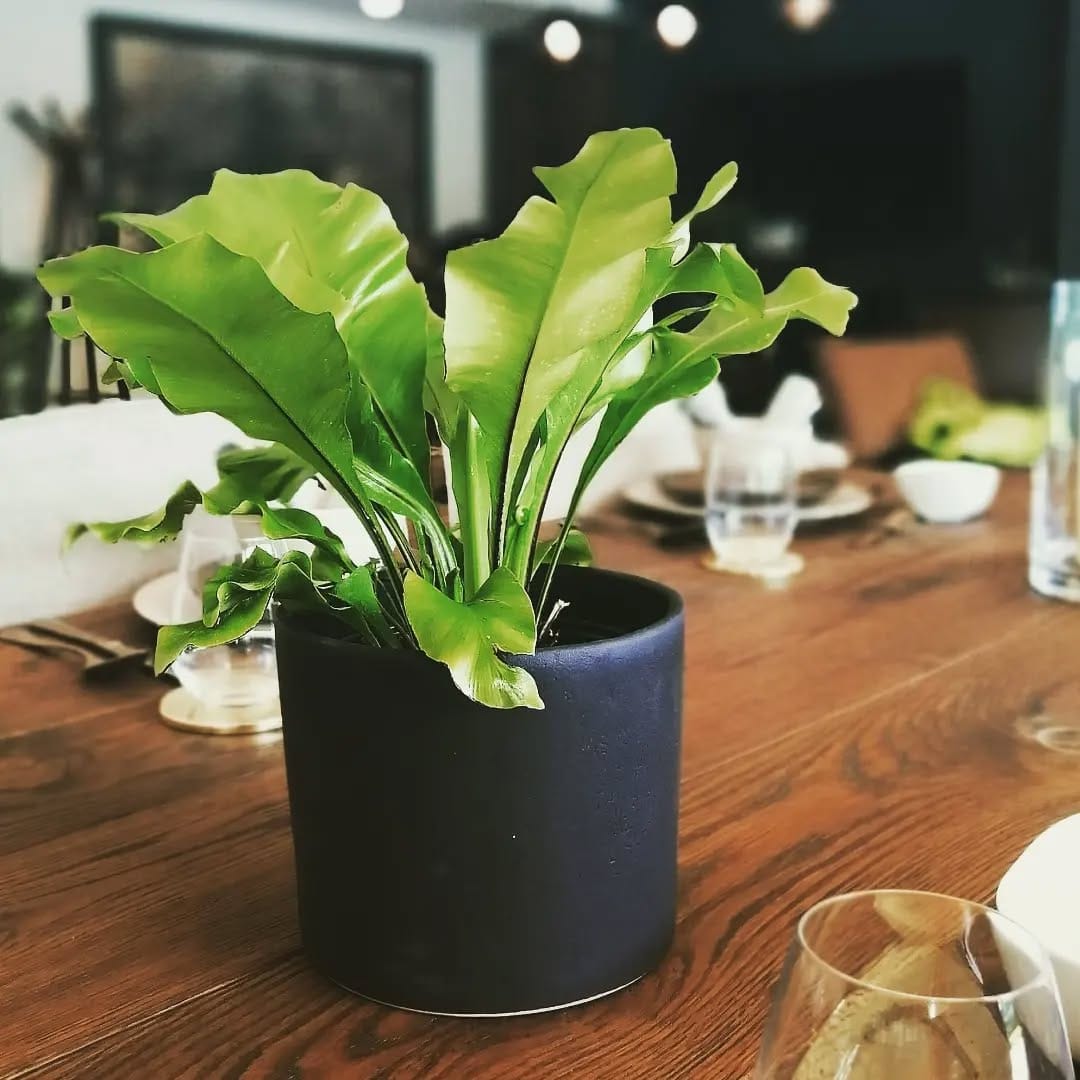 Post 9 by L Y R A T A  Casa de Plantas on Instagram (image)