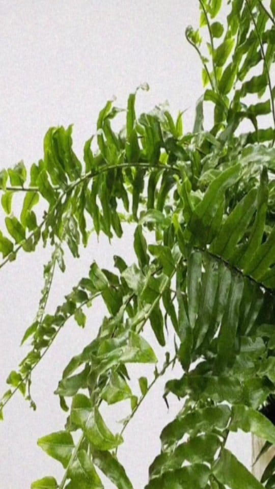 Post 8 by L Y R A T A  Casa de Plantas on Instagram (video)