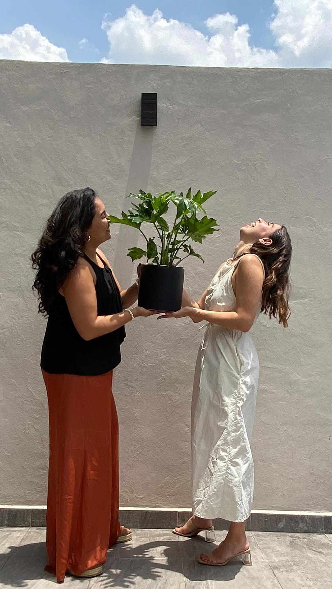 Post 1 by L Y R A T A  Casa de Plantas on Instagram (video)