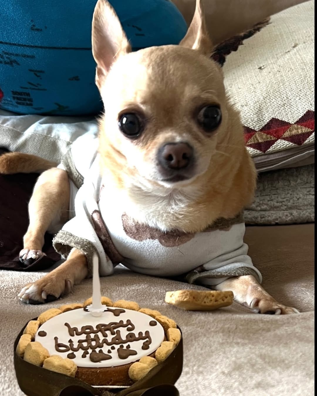Post 1 by keko love chihuahua on Instagram (image)