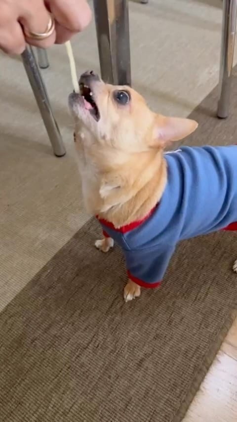 Post 3 by keko love chihuahua on Instagram (video)