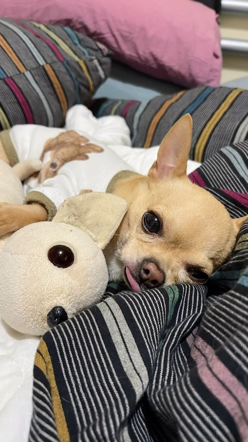 Post 5 by keko love chihuahua on Instagram (video)