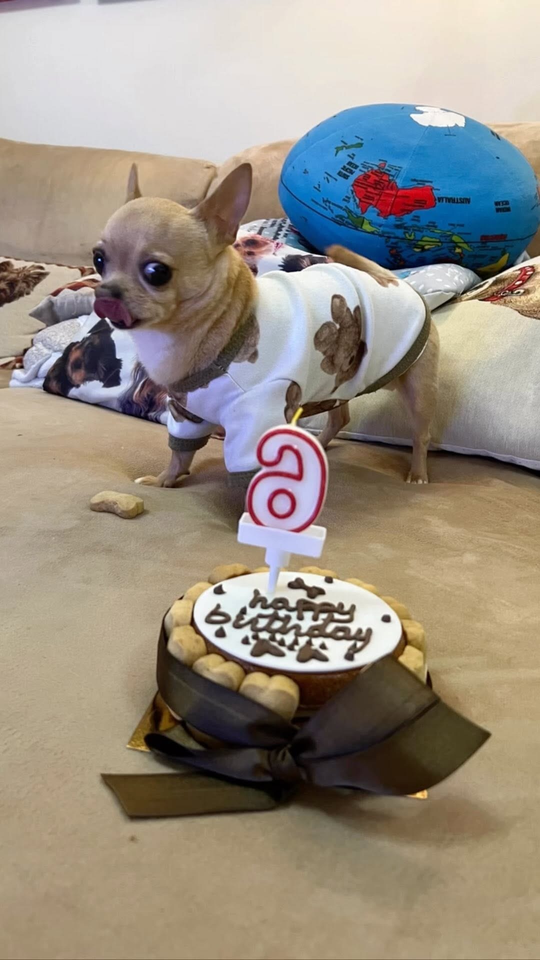 Post 6 by keko love chihuahua on Instagram (video)