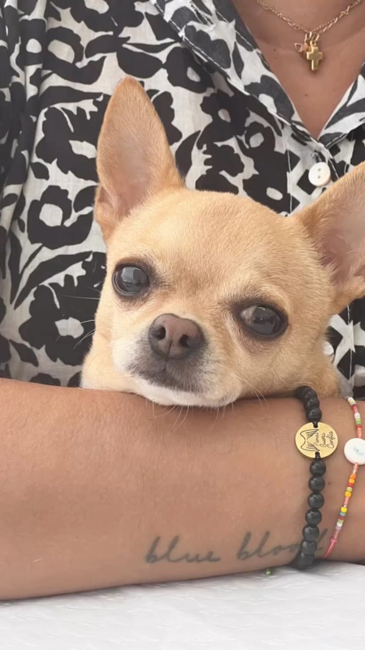 Post 8 by keko love chihuahua on Instagram (video)