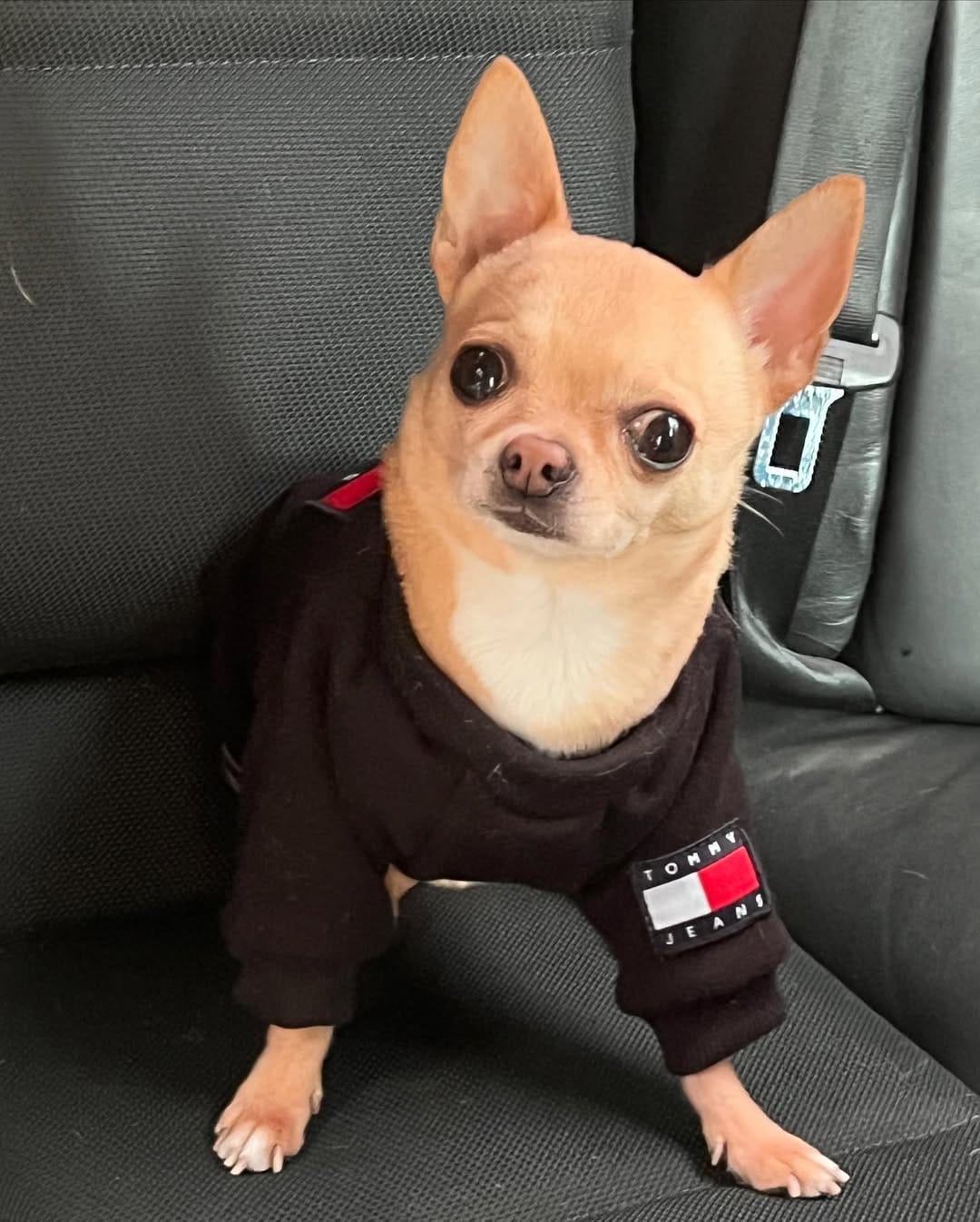 Post 10 by keko love chihuahua on Instagram (carousel)
