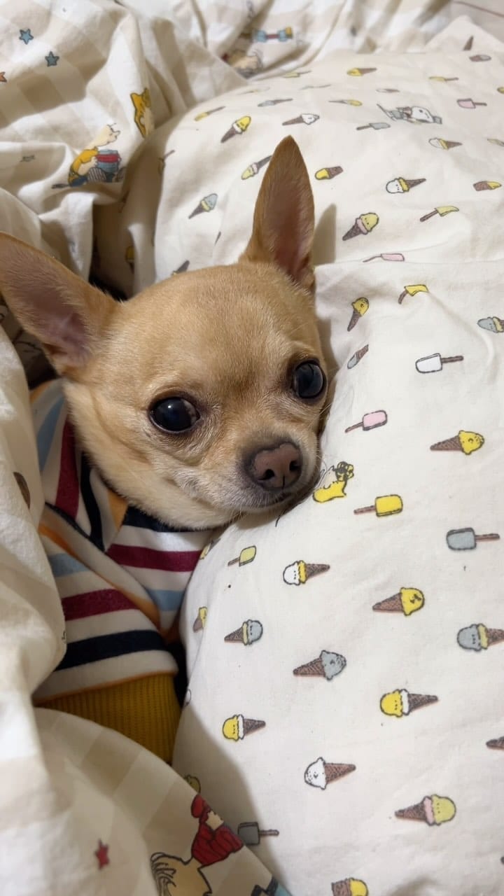 Post 7 by keko love chihuahua on Instagram (video)