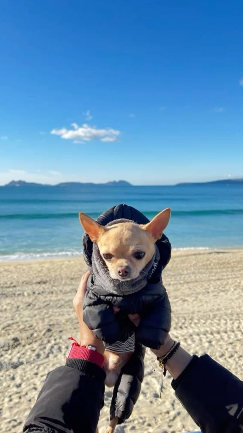 Post 4 by keko love chihuahua on Instagram (video)
