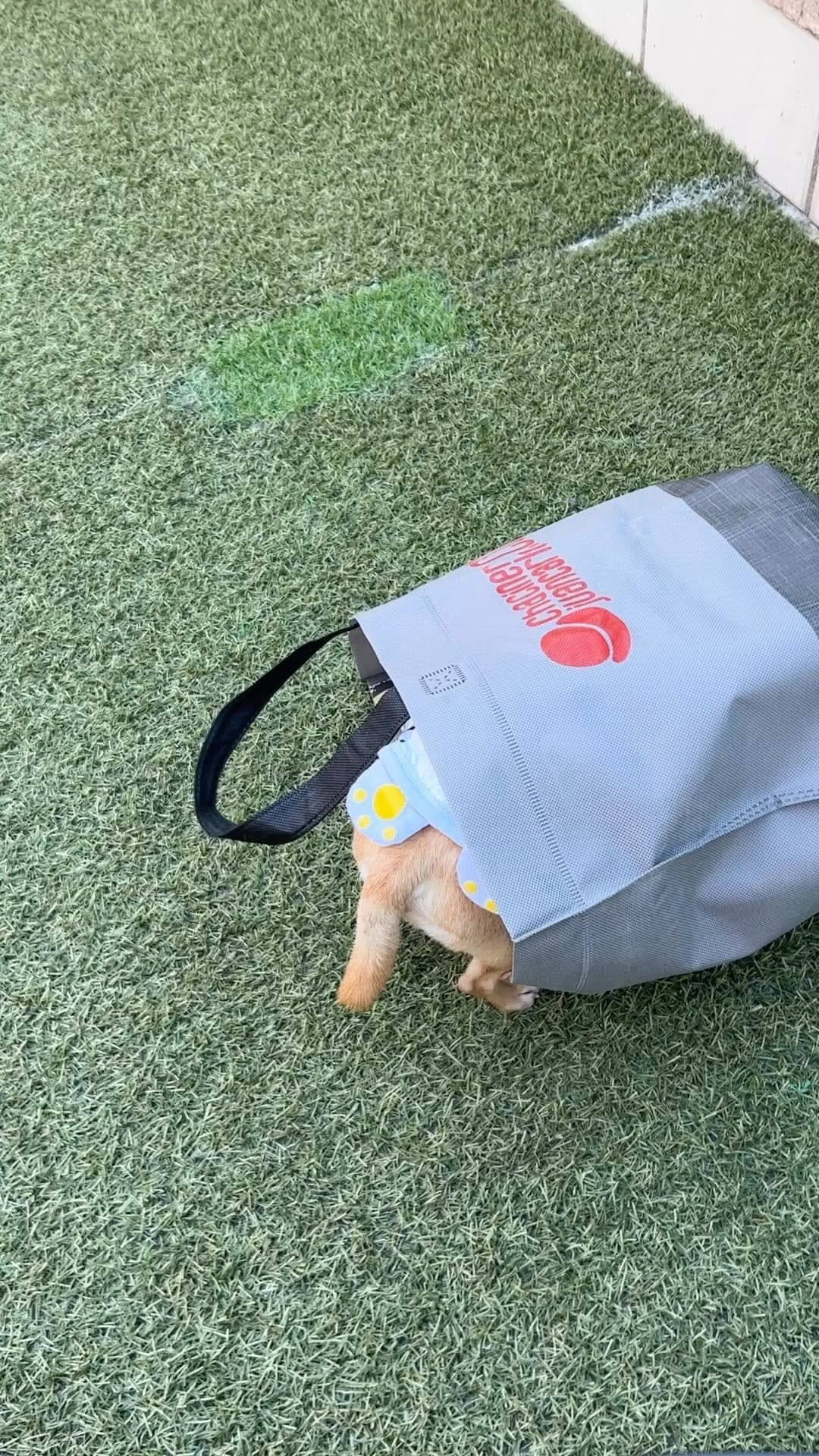 Post 9 by keko love chihuahua on Instagram (video)