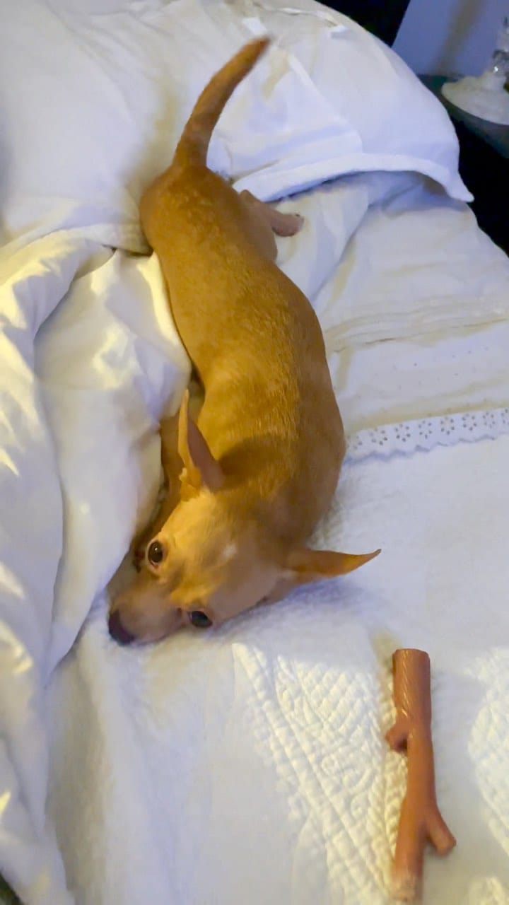 Post 9 by Gastón Enrique 🐾🐶🐭🐣😈 on Instagram (video)