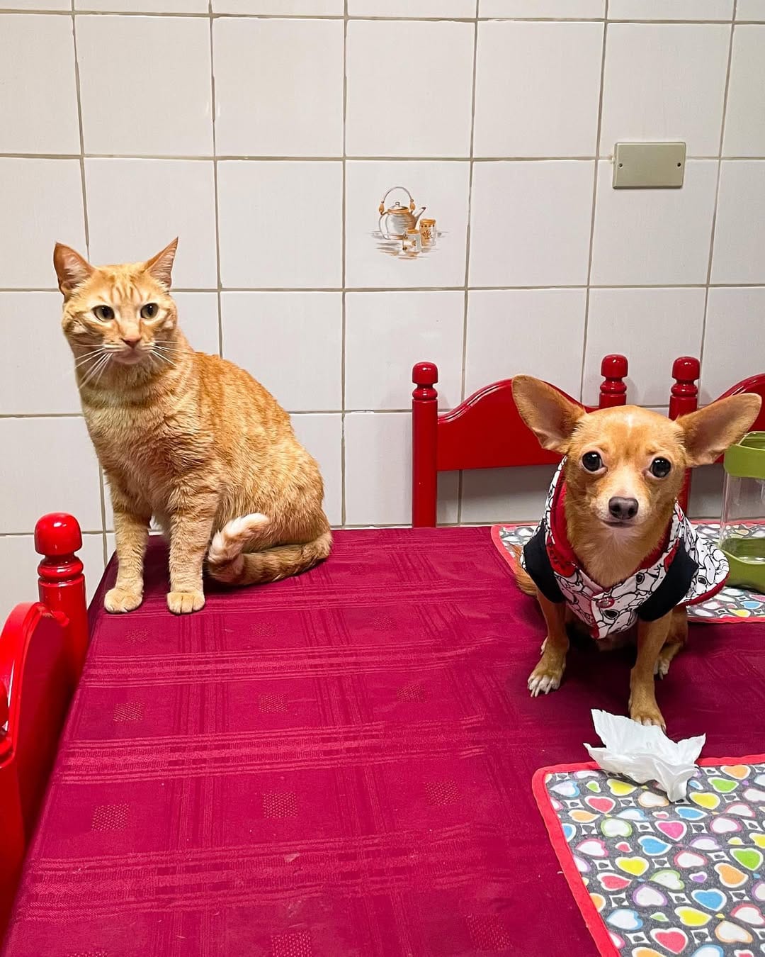 Post 10 by Gastón Enrique 🐾🐶🐭🐣😈 on Instagram (carousel)