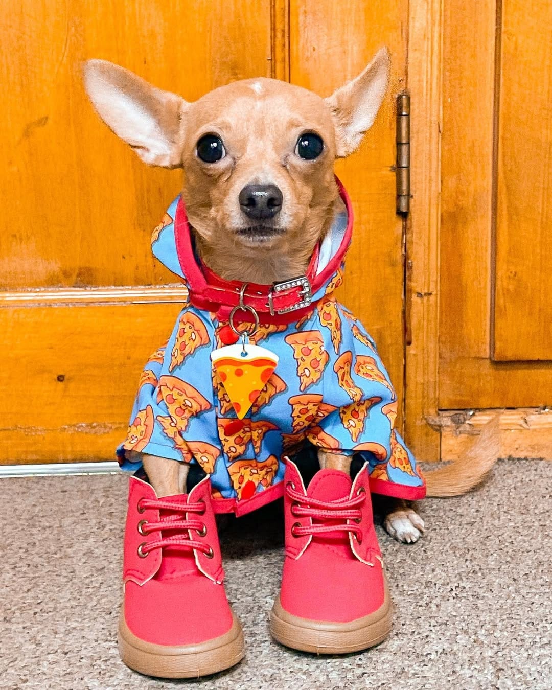 Post 8 by Gastón Enrique 🐾🐶🐭🐣😈 on Instagram (image)