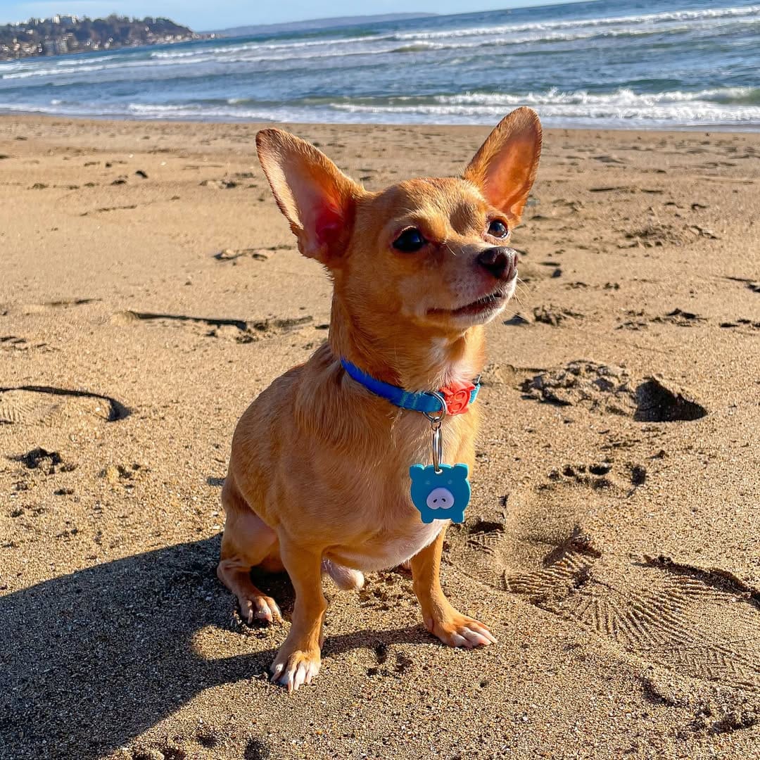 Post 4 by Gastón Enrique 🐾🐶🐭🐣😈 on Instagram (image)