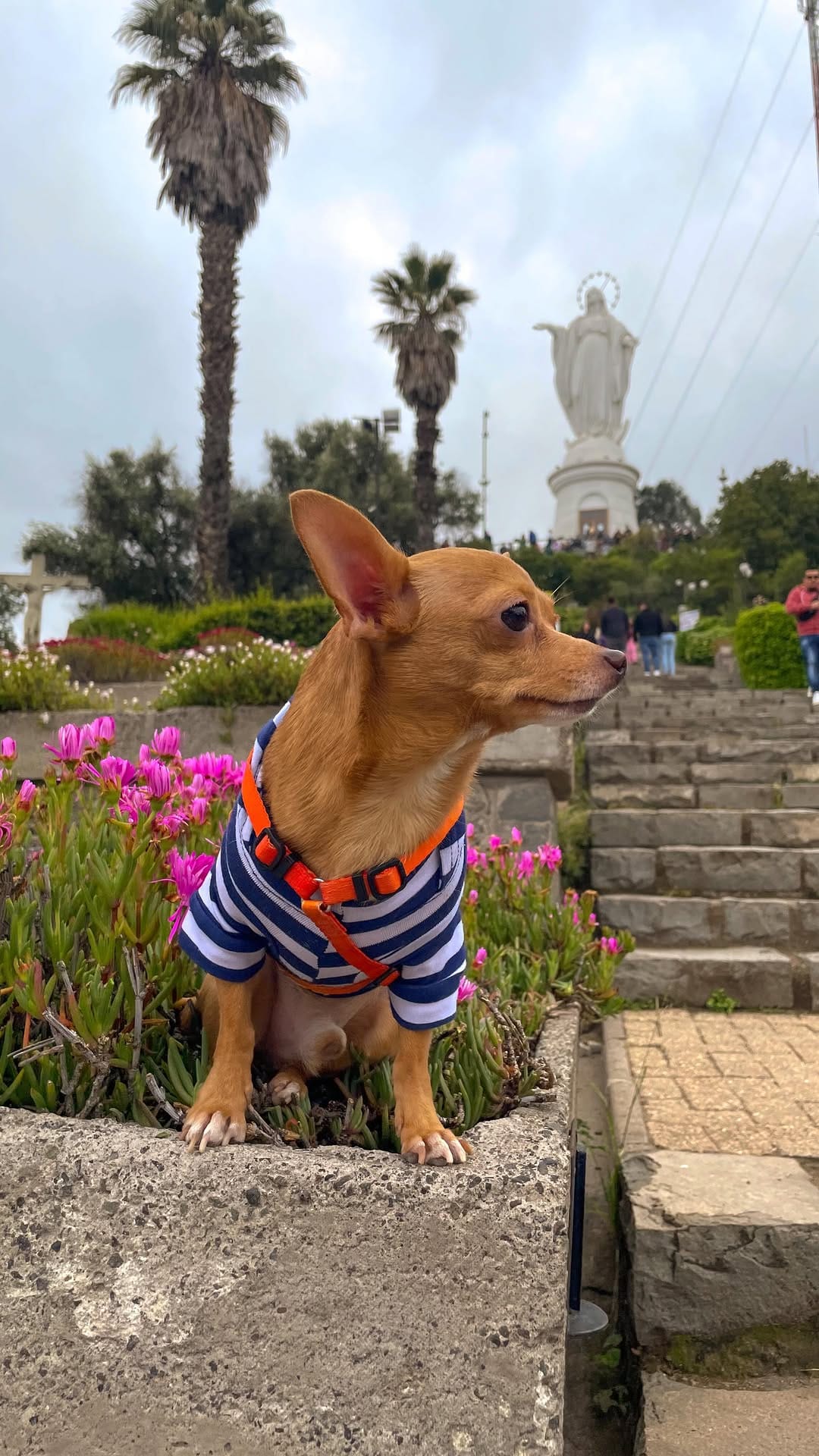 Post 6 by Gastón Enrique 🐾🐶🐭🐣😈 on Instagram (video)