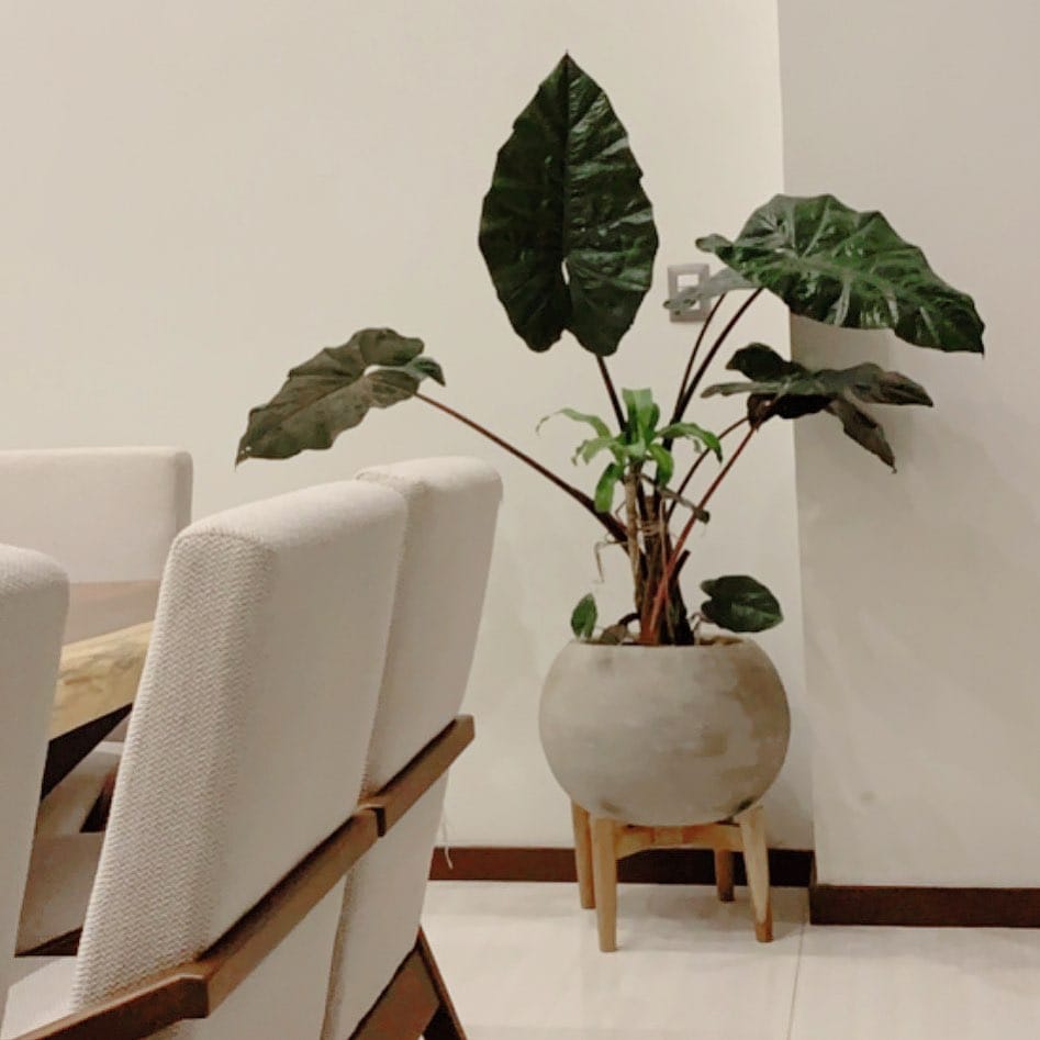 Post 5 by El Planterio•BoutiquedeMacetas on Instagram (image)