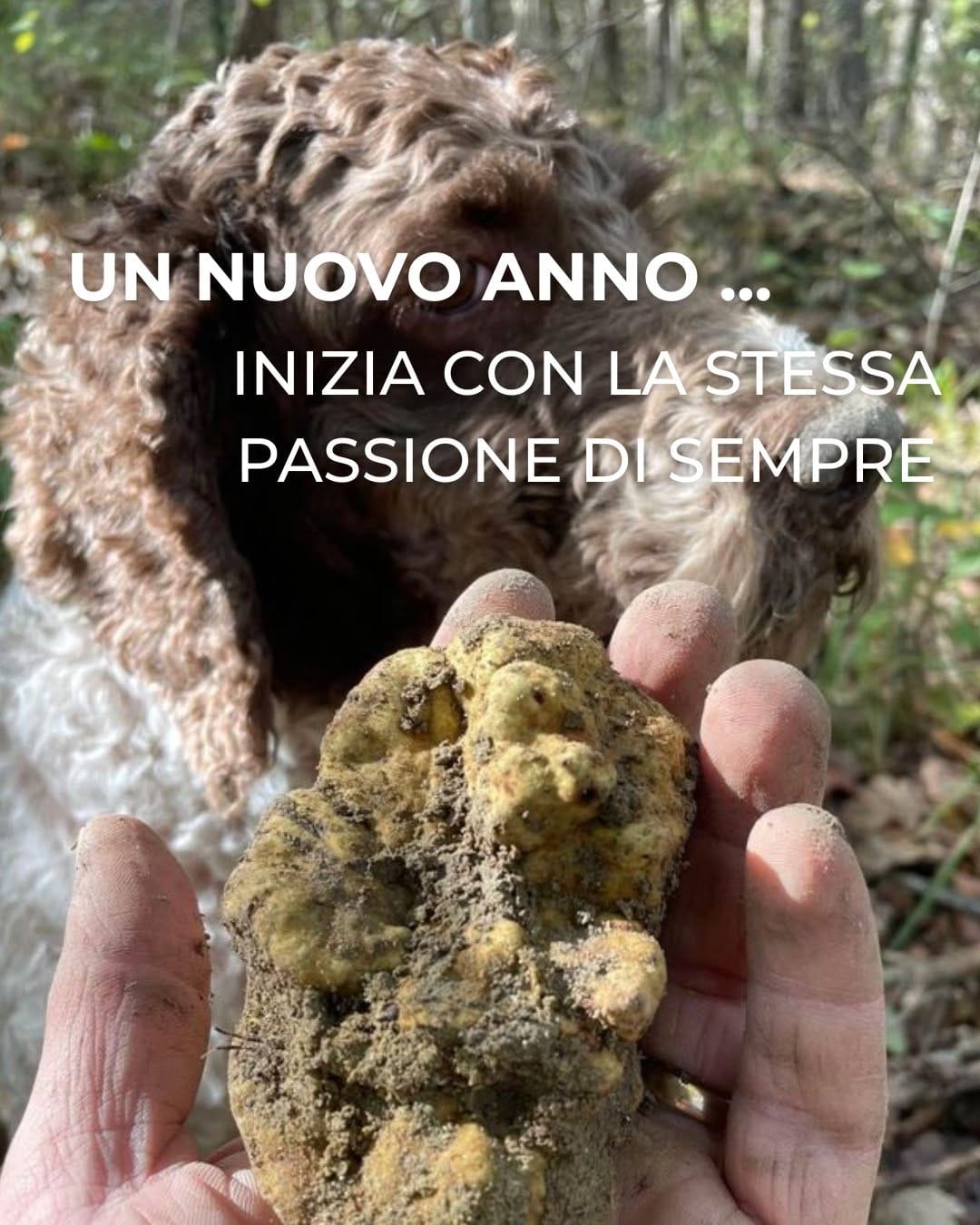 Post 1 by 𝘿𝙄 𝙄𝙊𝙍𝙄𝙊 𝙏𝘼𝙍𝙏𝙐𝙁𝙄 | TARTUFO FRESCO on Instagram (image)