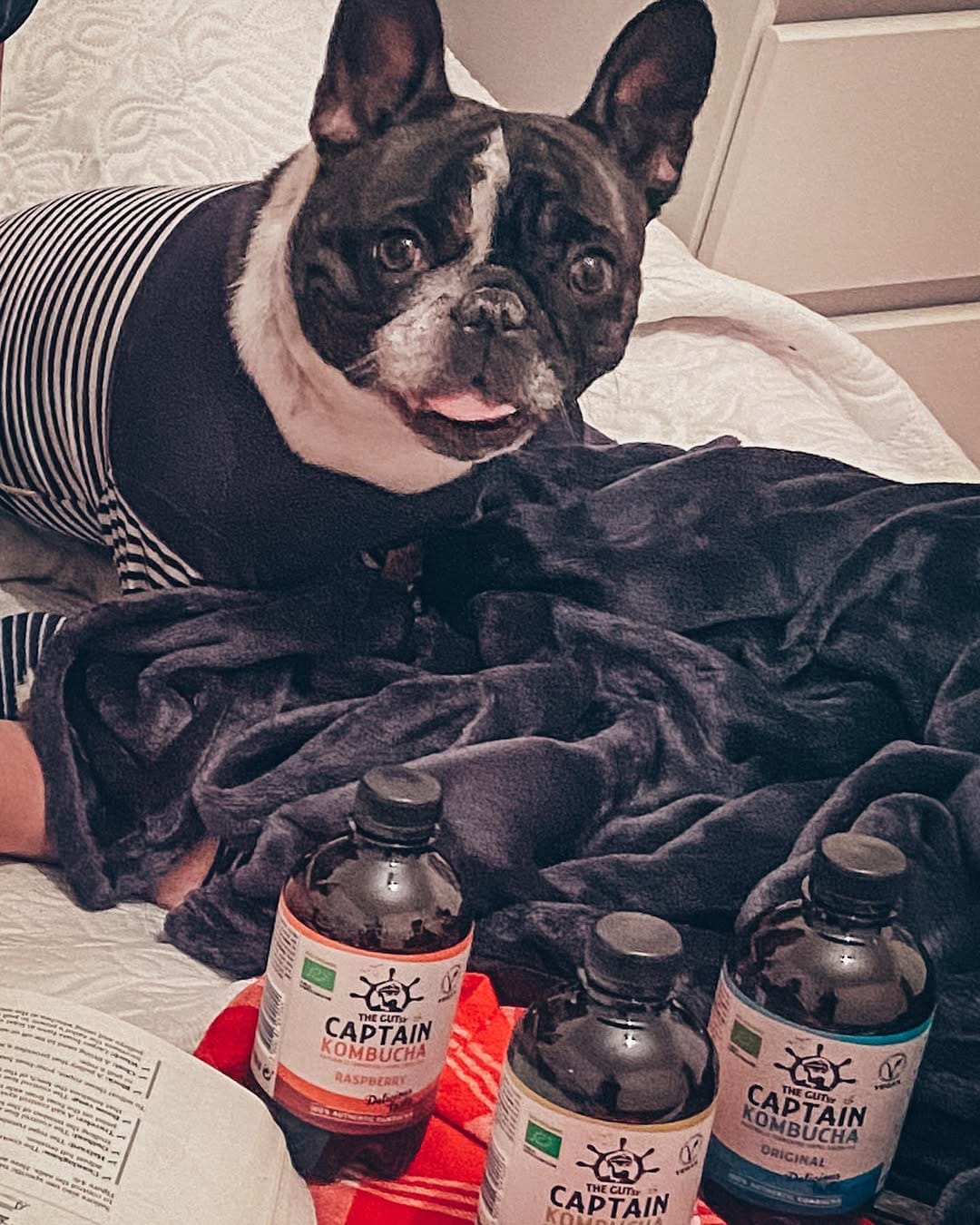 Post 1 by Jasmine The Frenchie 🇪🇪🇬🇧🇷🇺🇵🇹 on Instagram (carousel)