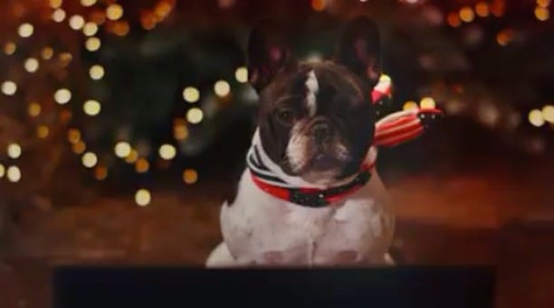Post 8 by Jasmine The Frenchie 🇪🇪🇬🇧🇷🇺🇵🇹 on Instagram (video)