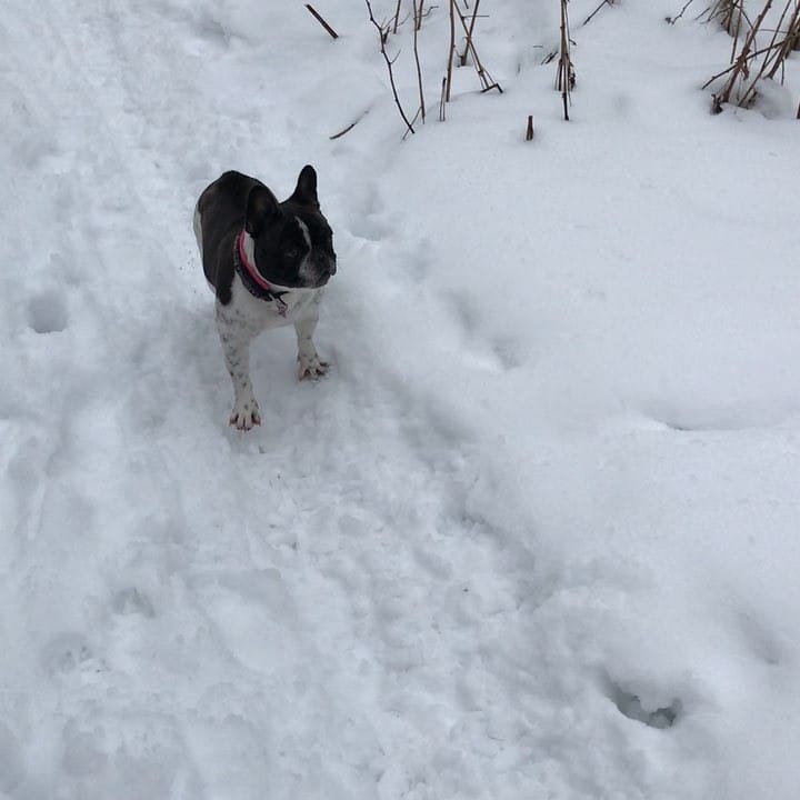 Post 4 by Jasmine The Frenchie 🇪🇪🇬🇧🇷🇺🇵🇹 on Instagram (video)