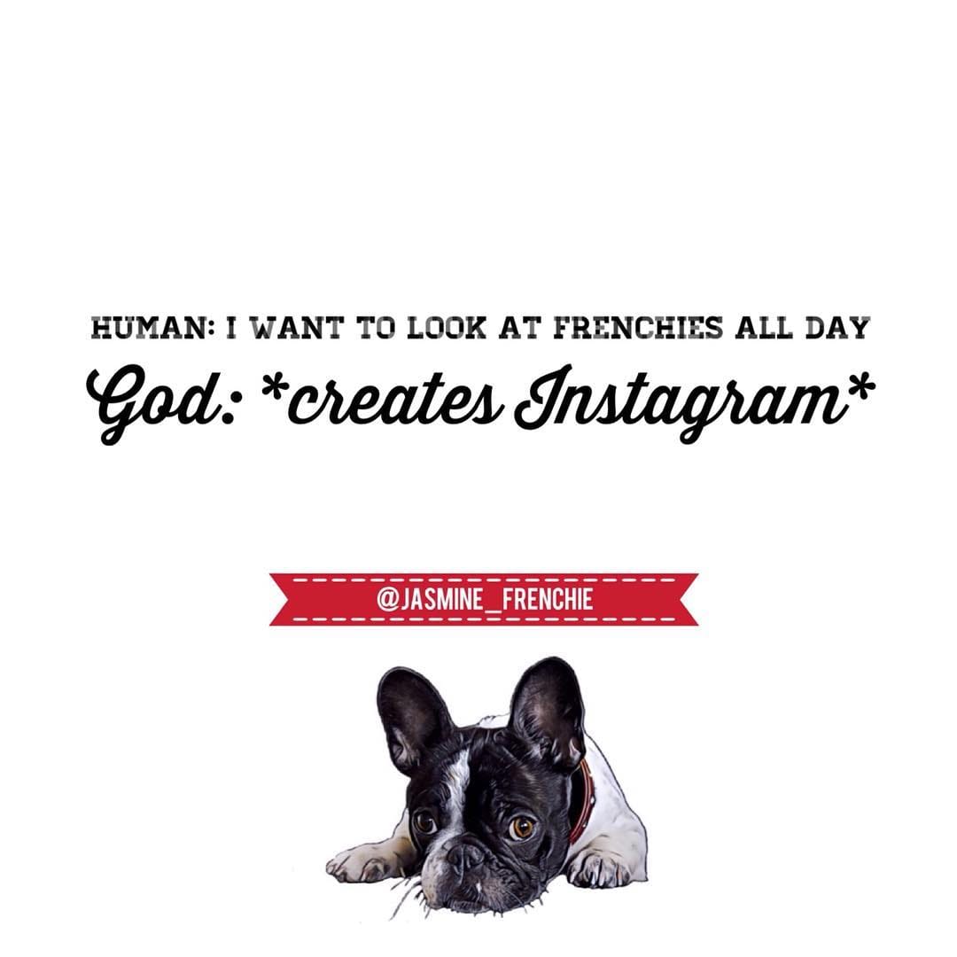 Post 7 by Jasmine The Frenchie 🇪🇪🇬🇧🇷🇺🇵🇹 on Instagram (image)