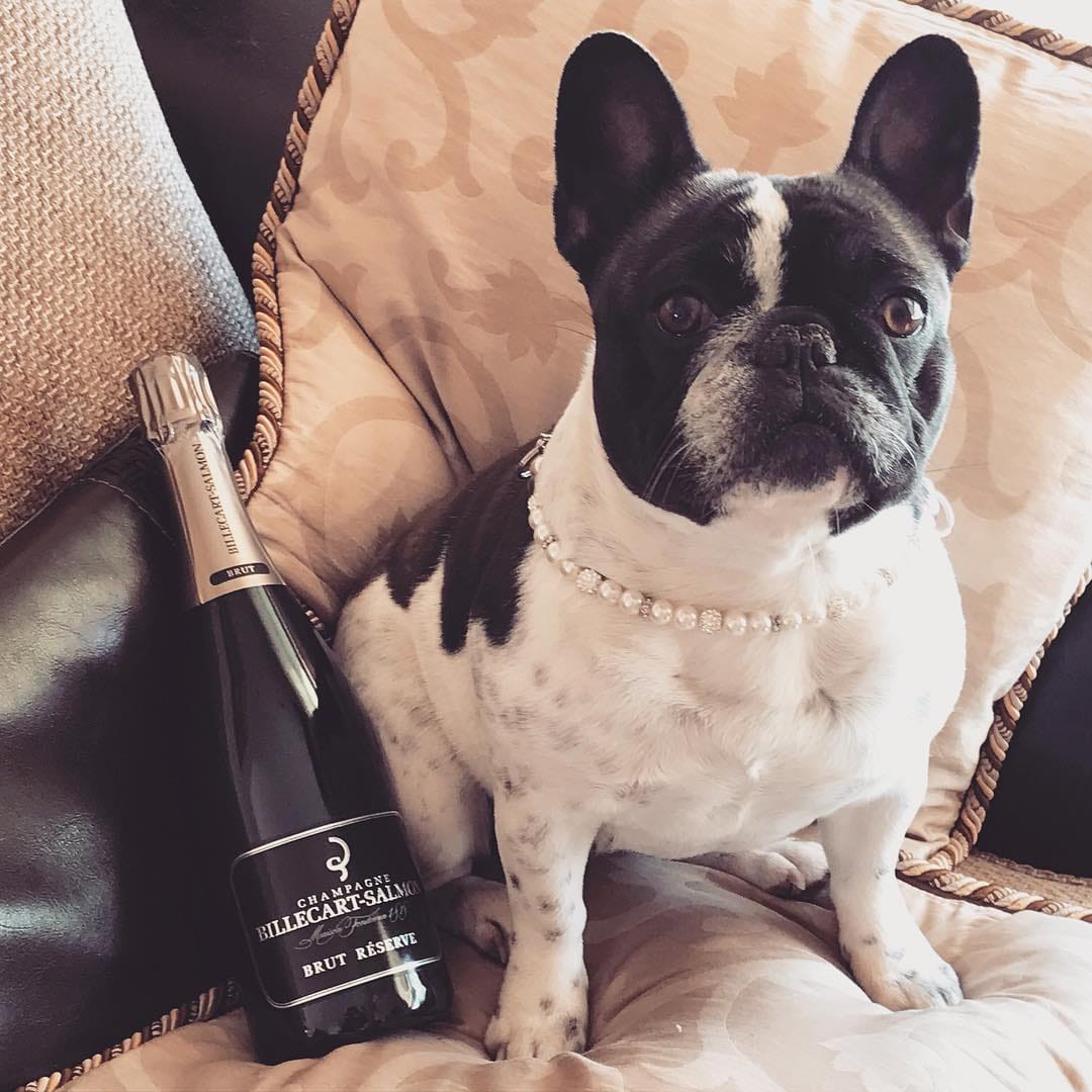Post 3 by Jasmine The Frenchie 🇪🇪🇬🇧🇷🇺🇵🇹 on Instagram (image)