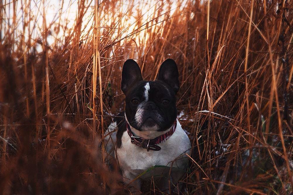 Post 10 by Jasmine The Frenchie 🇪🇪🇬🇧🇷🇺🇵🇹 on Instagram (image)