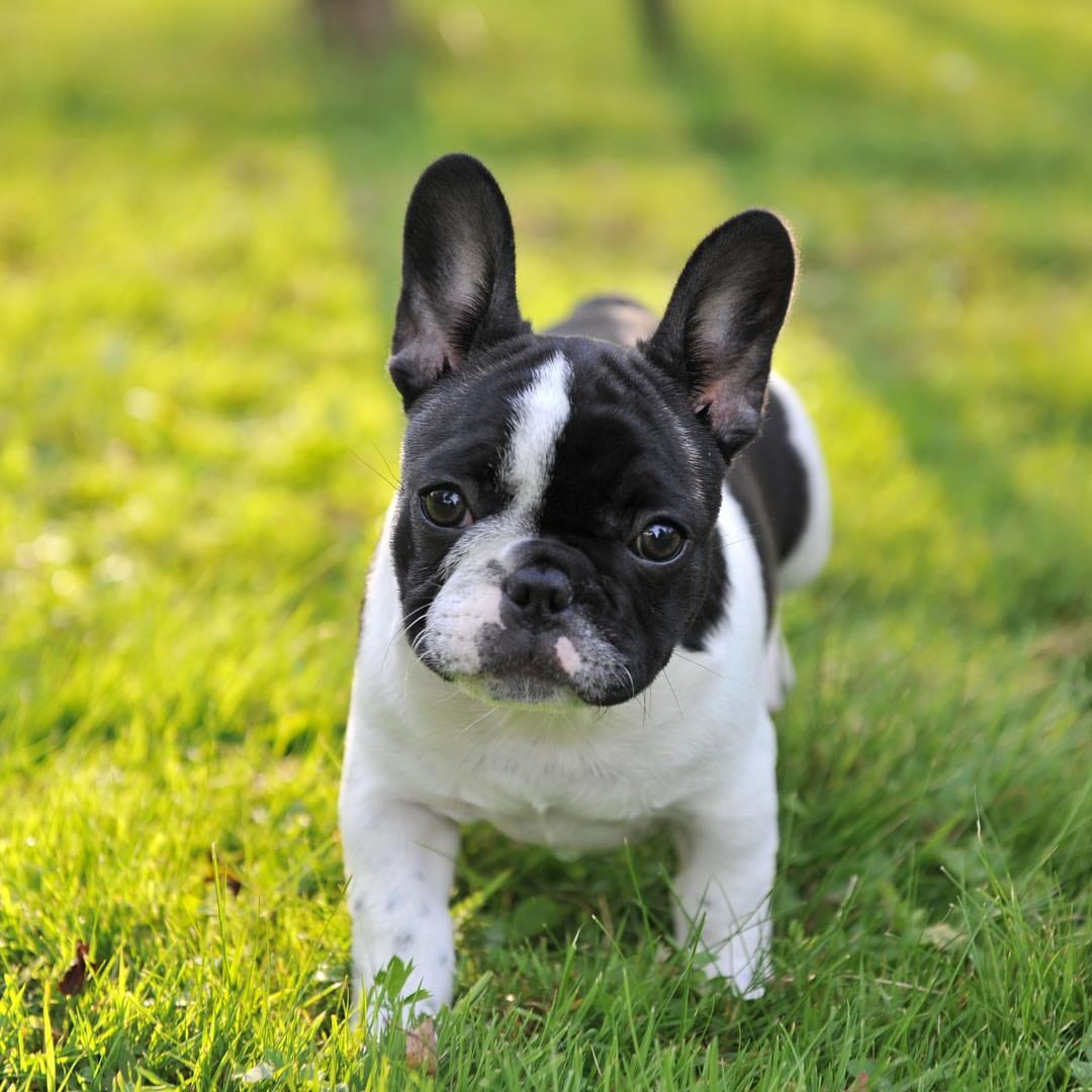 Post 6 by Jasmine The Frenchie 🇪🇪🇬🇧🇷🇺🇵🇹 on Instagram (image)