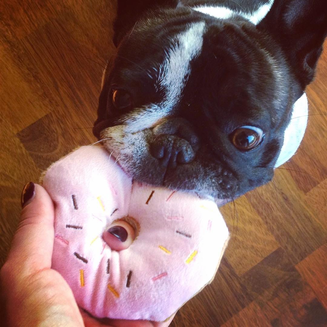 Post 9 by Jasmine The Frenchie 🇪🇪🇬🇧🇷🇺🇵🇹 on Instagram (image)