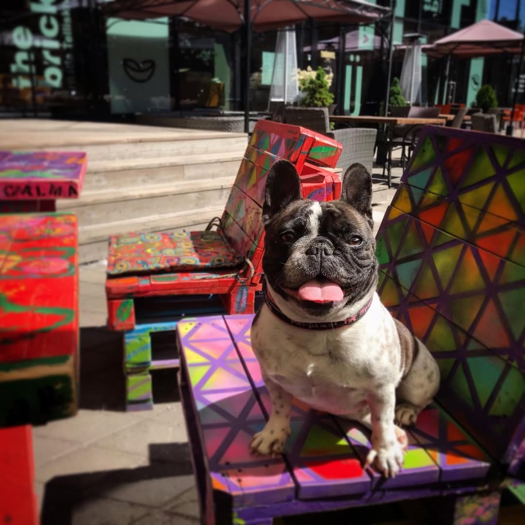 Post 2 by Jasmine The Frenchie 🇪🇪🇬🇧🇷🇺🇵🇹 on Instagram (image)