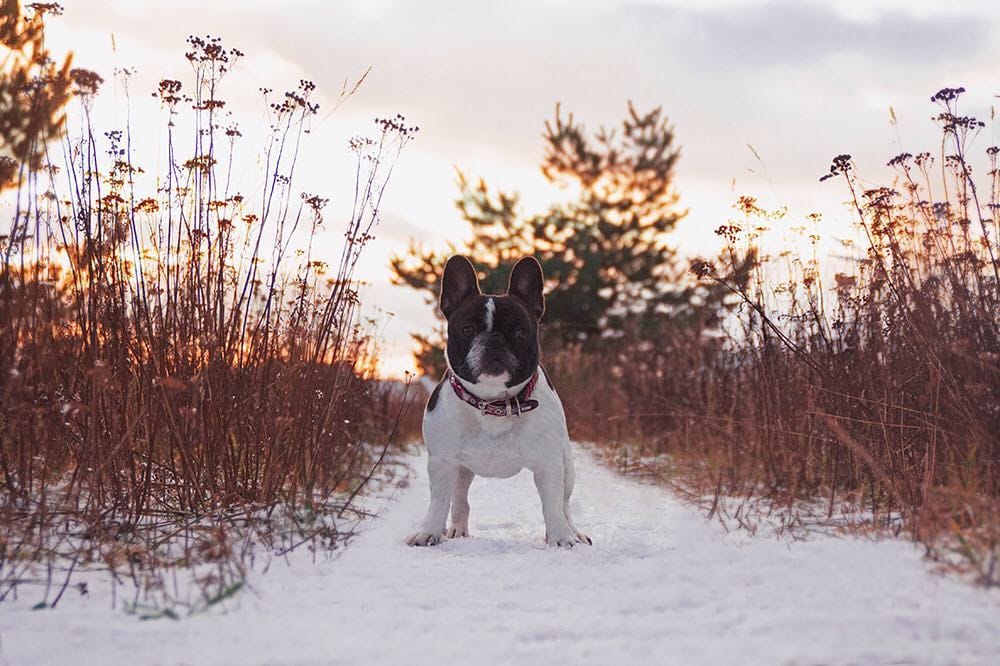 Post 5 by Jasmine The Frenchie 🇪🇪🇬🇧🇷🇺🇵🇹 on Instagram (image)