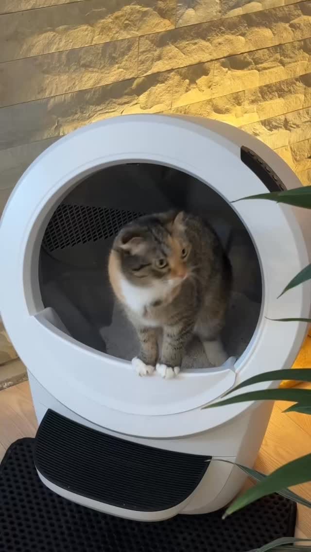 Post 7 by Kiki, Sophie, Cali on Instagram (video)