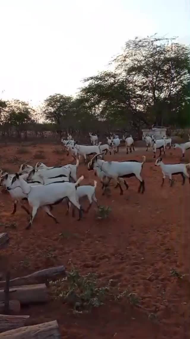 Post 6 by Fazenda caraibeira on Instagram (video)