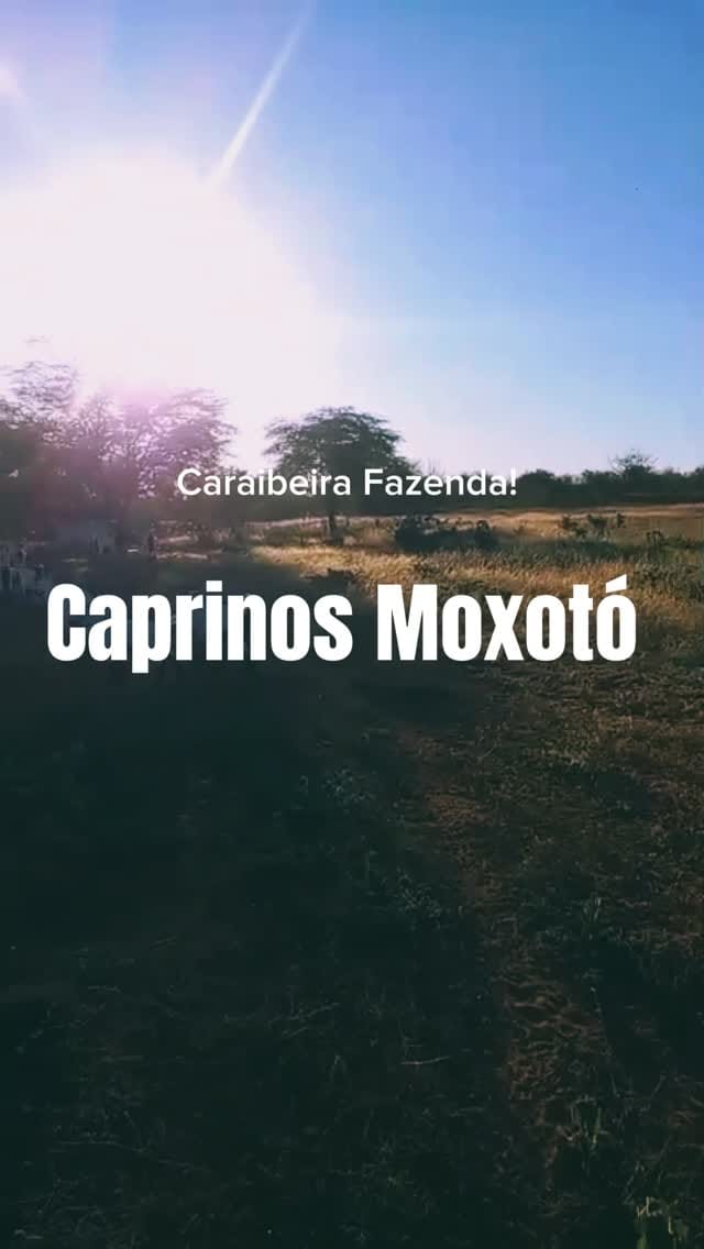 Post 2 by Fazenda caraibeira on Instagram (video)