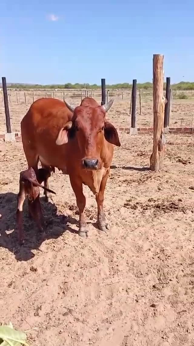 Post 8 by Fazenda caraibeira on Instagram (video)