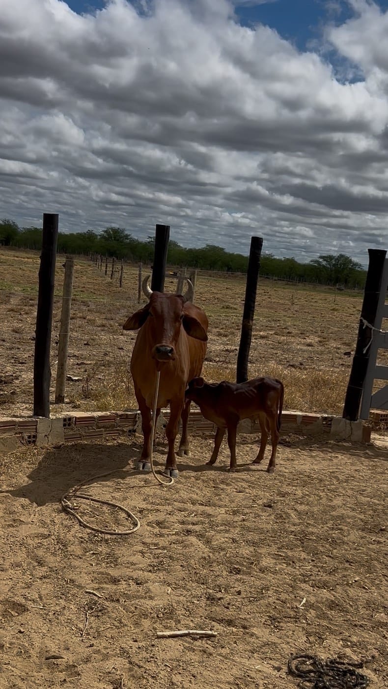 Post 4 by Fazenda caraibeira on Instagram (video)