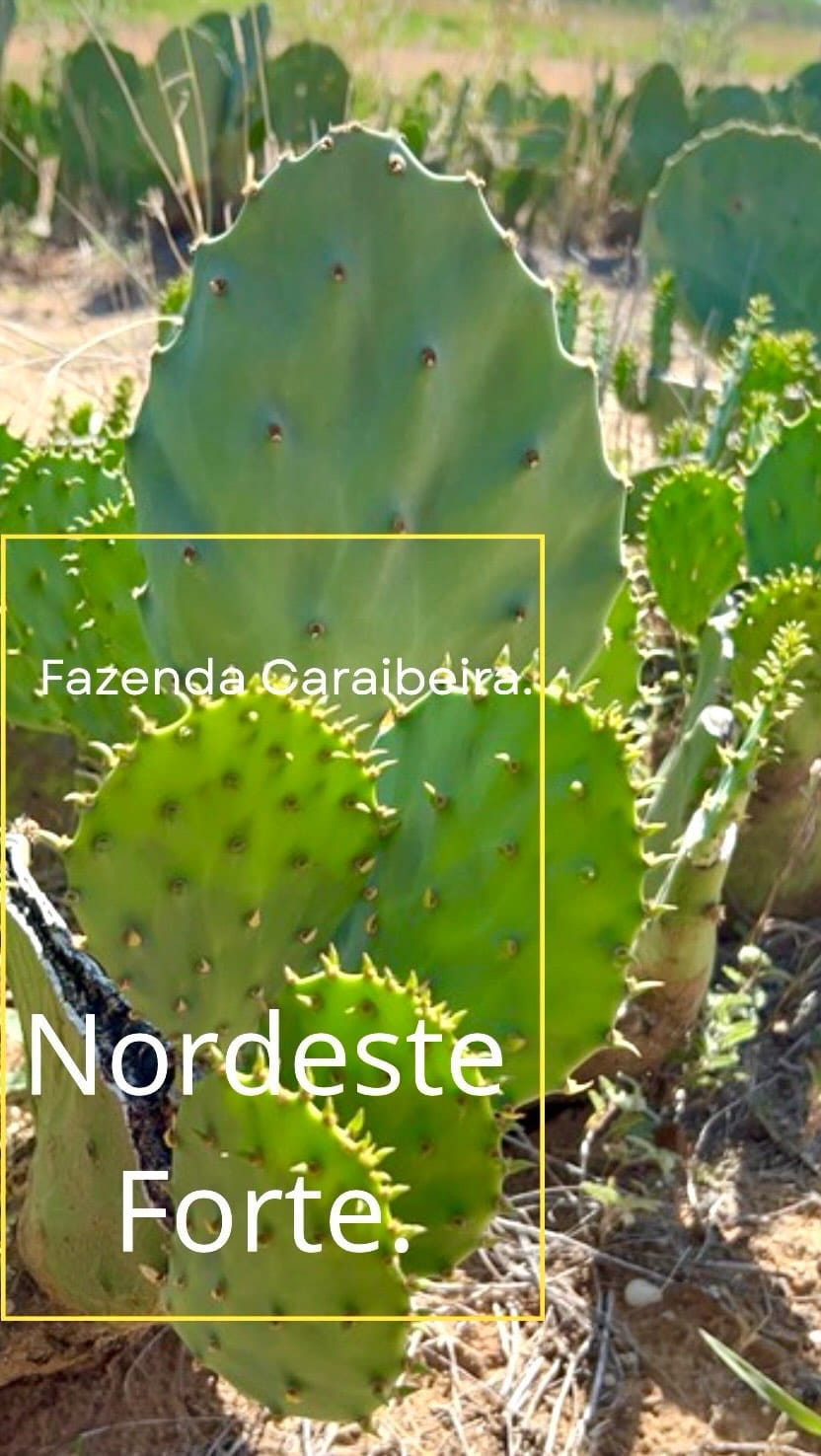 Post 1 by Fazenda caraibeira on Instagram (video)