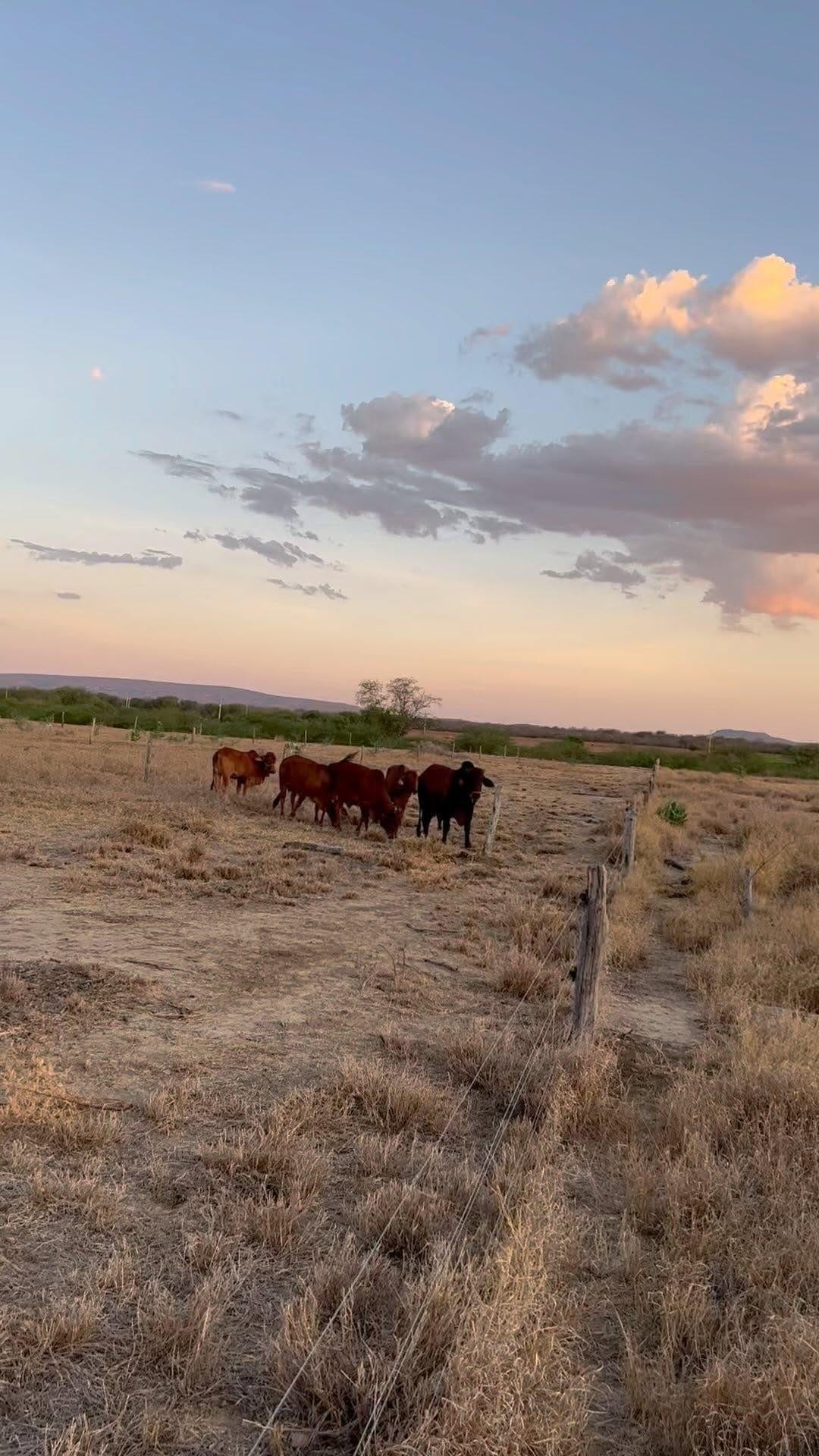 Post 10 by Fazenda caraibeira on Instagram (video)