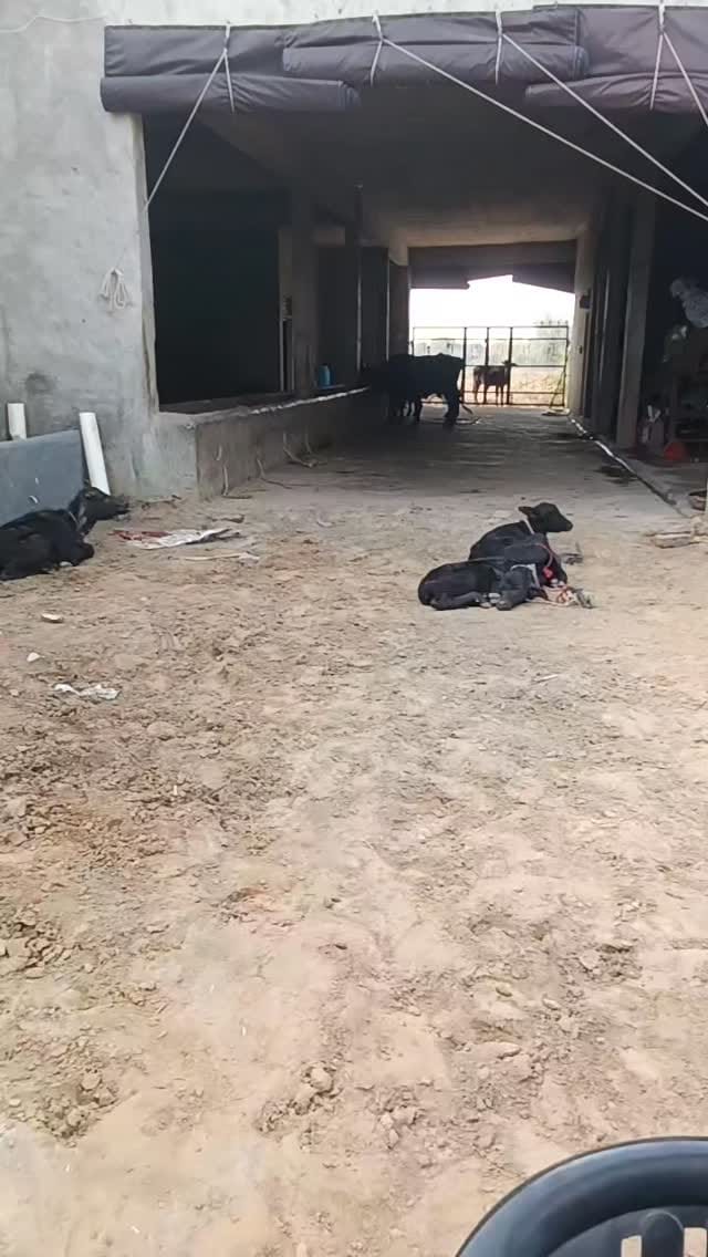 Post 8 by Ravi Khasa on Instagram (video)