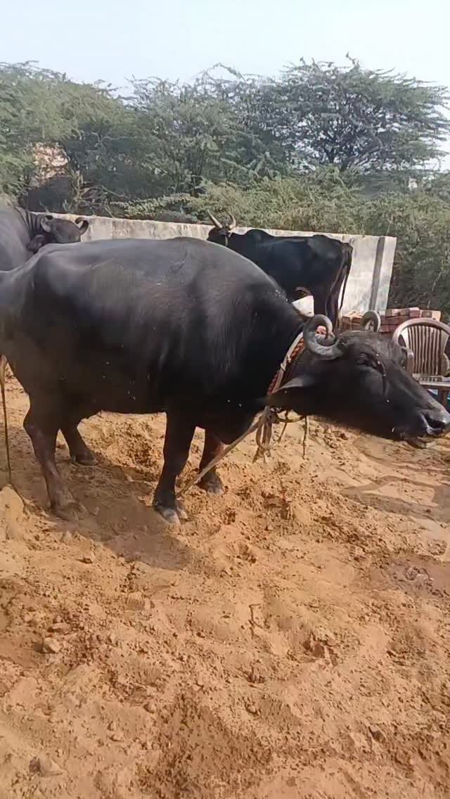 Post 3 by Ravi Khasa on Instagram (video)