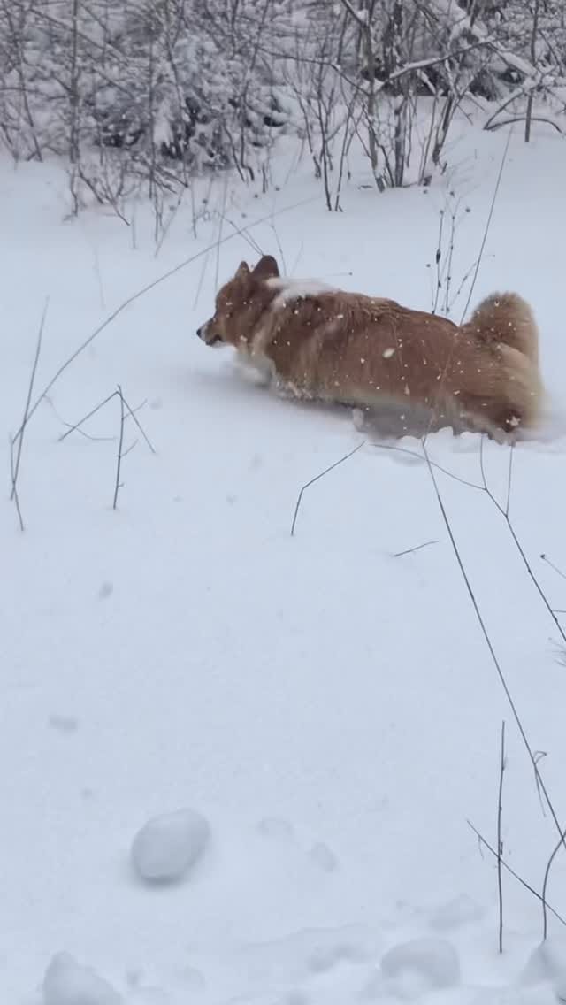 Post 5 by Otto de Corgi on Instagram (video)
