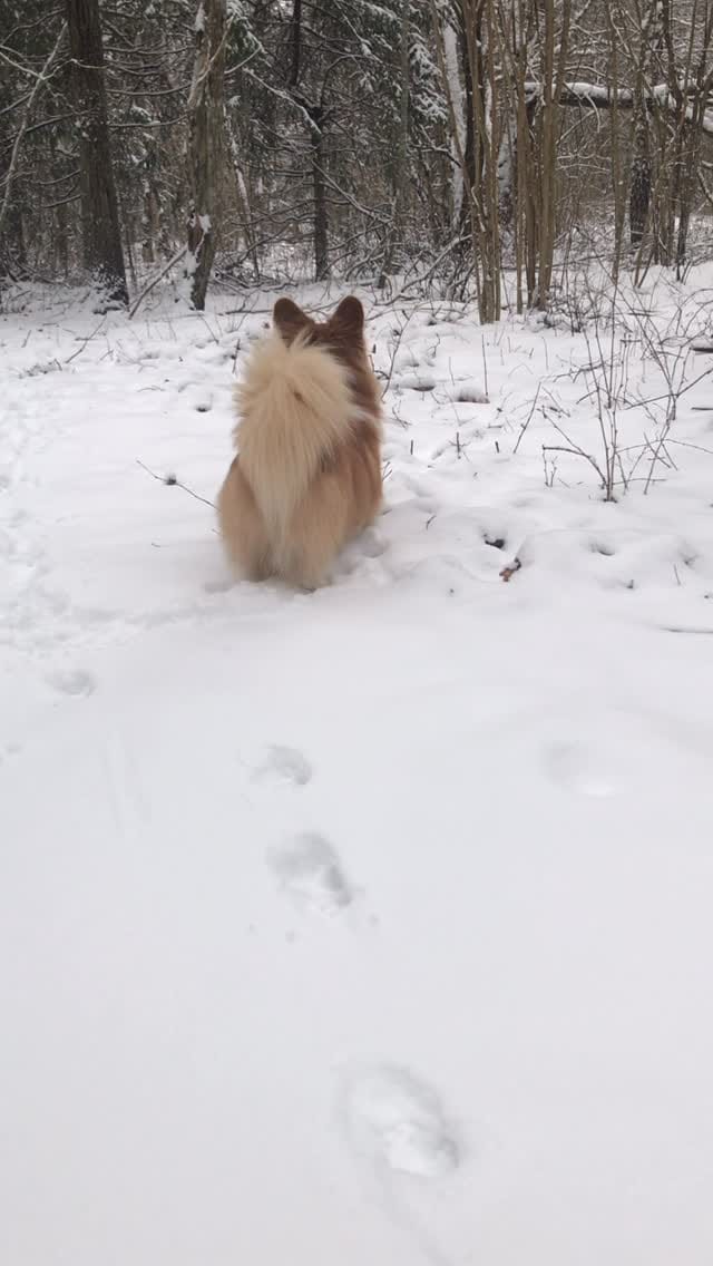 Post 8 by Otto de Corgi on Instagram (video)