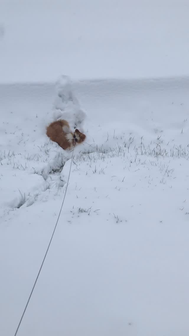 Post 9 by Otto de Corgi on Instagram (video)