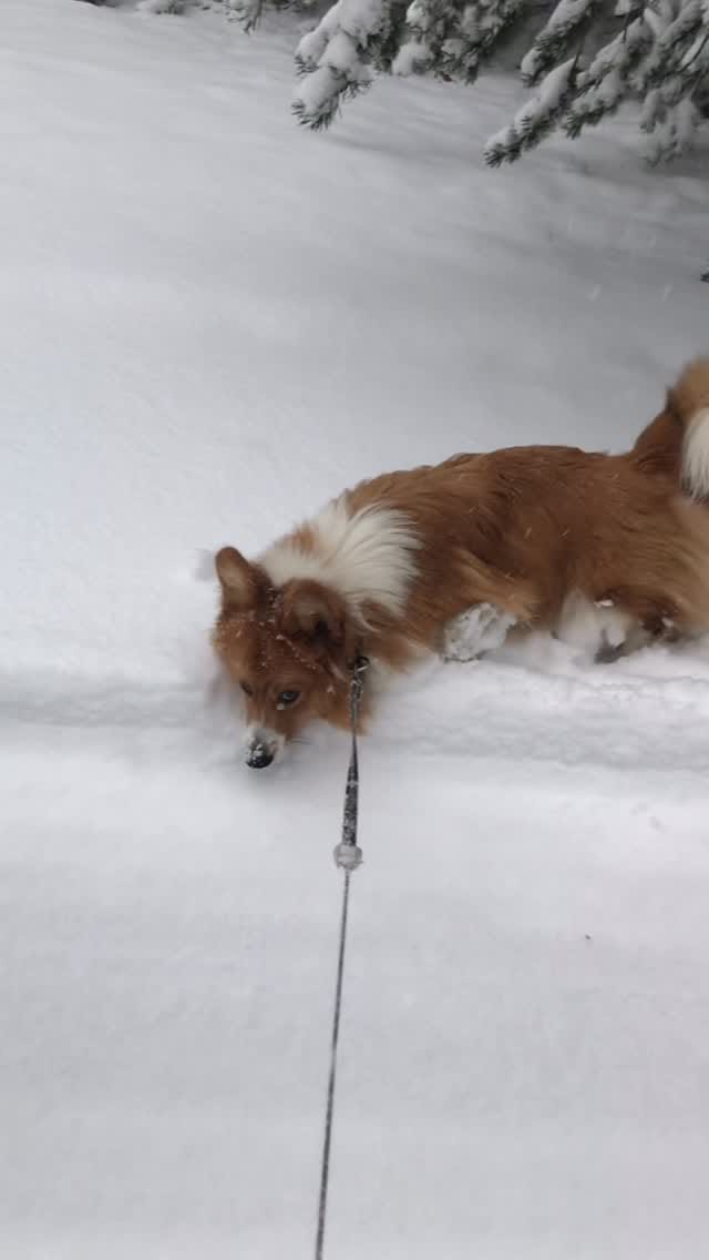 Post 6 by Otto de Corgi on Instagram (video)