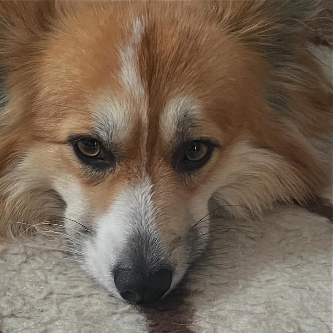 Post 3 by Otto de Corgi on Instagram (image)
