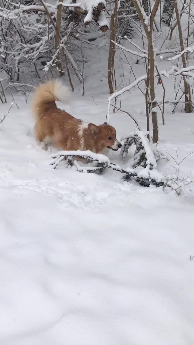 Post 7 by Otto de Corgi on Instagram (video)