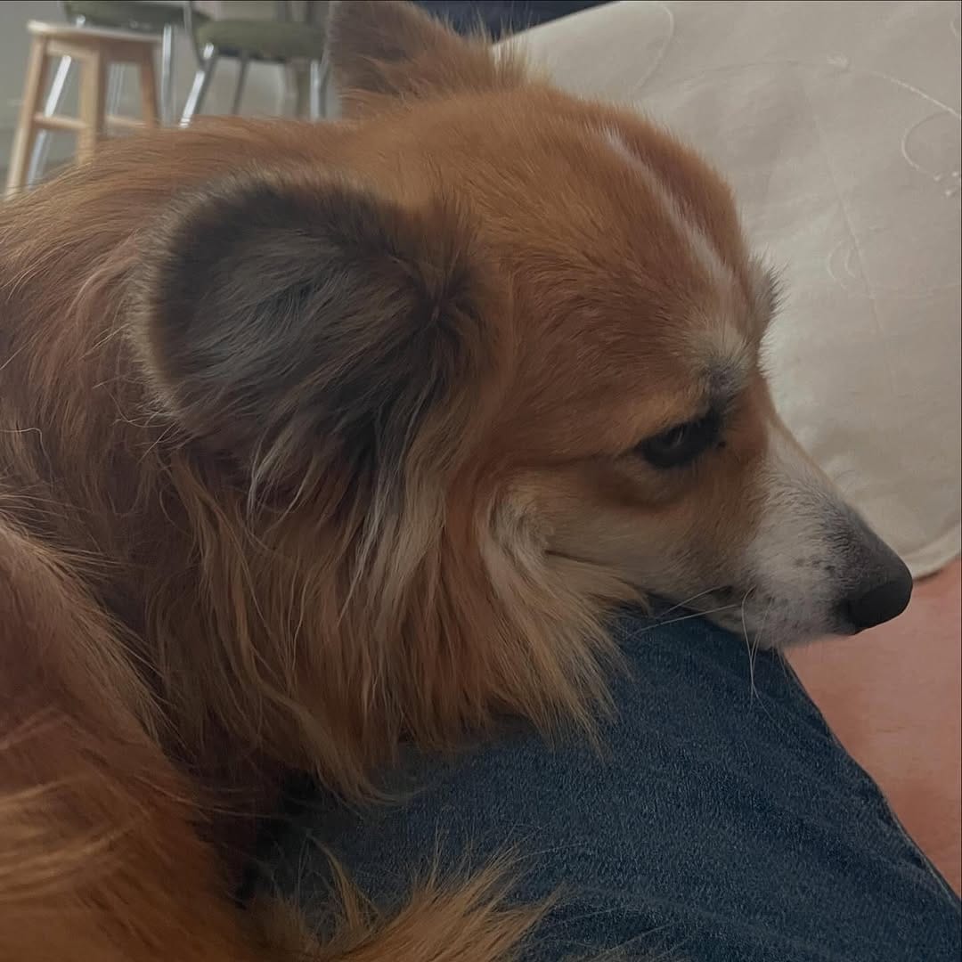 Post 1 by Otto de Corgi on Instagram (image)