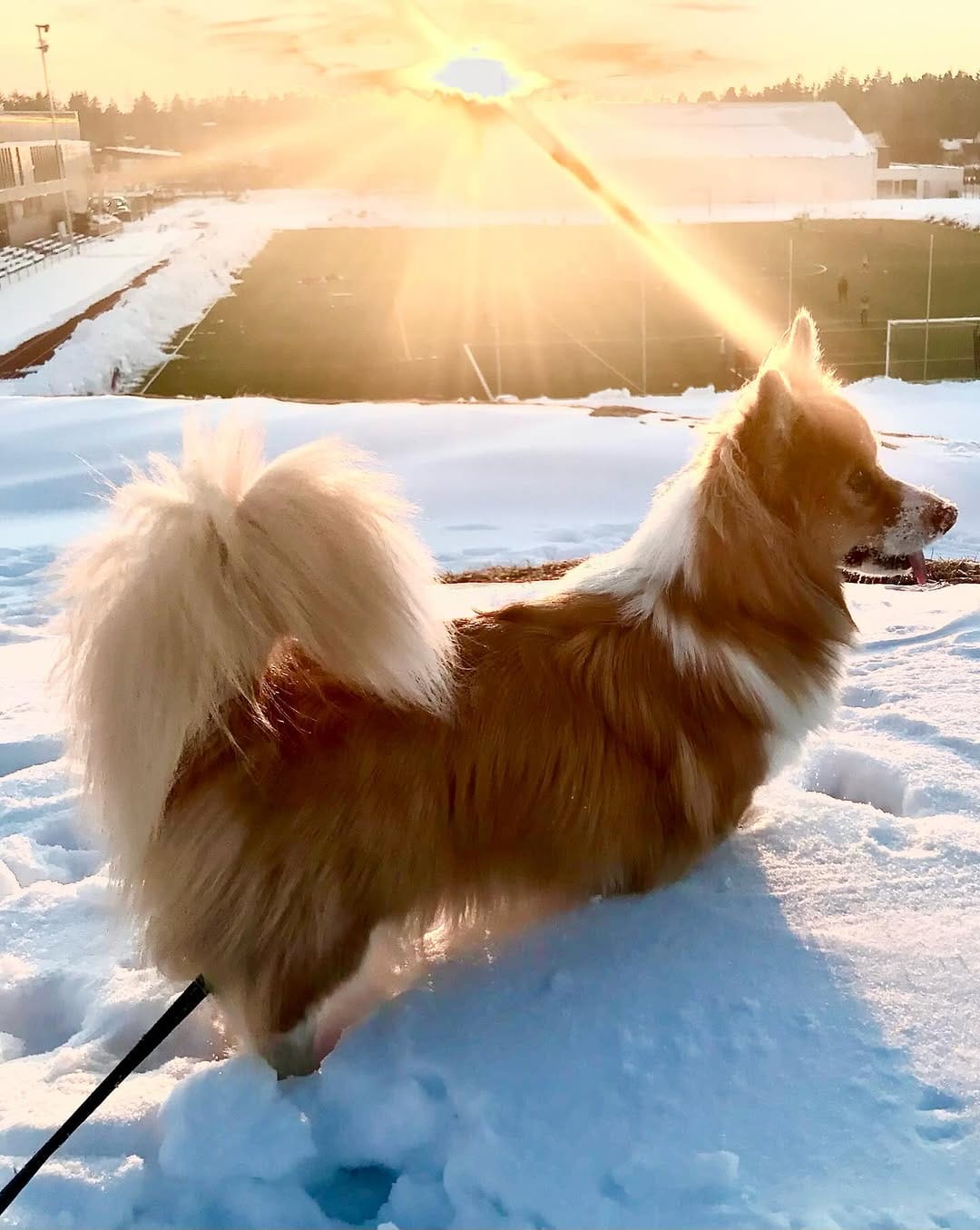 Post 10 by Otto de Corgi on Instagram (carousel)
