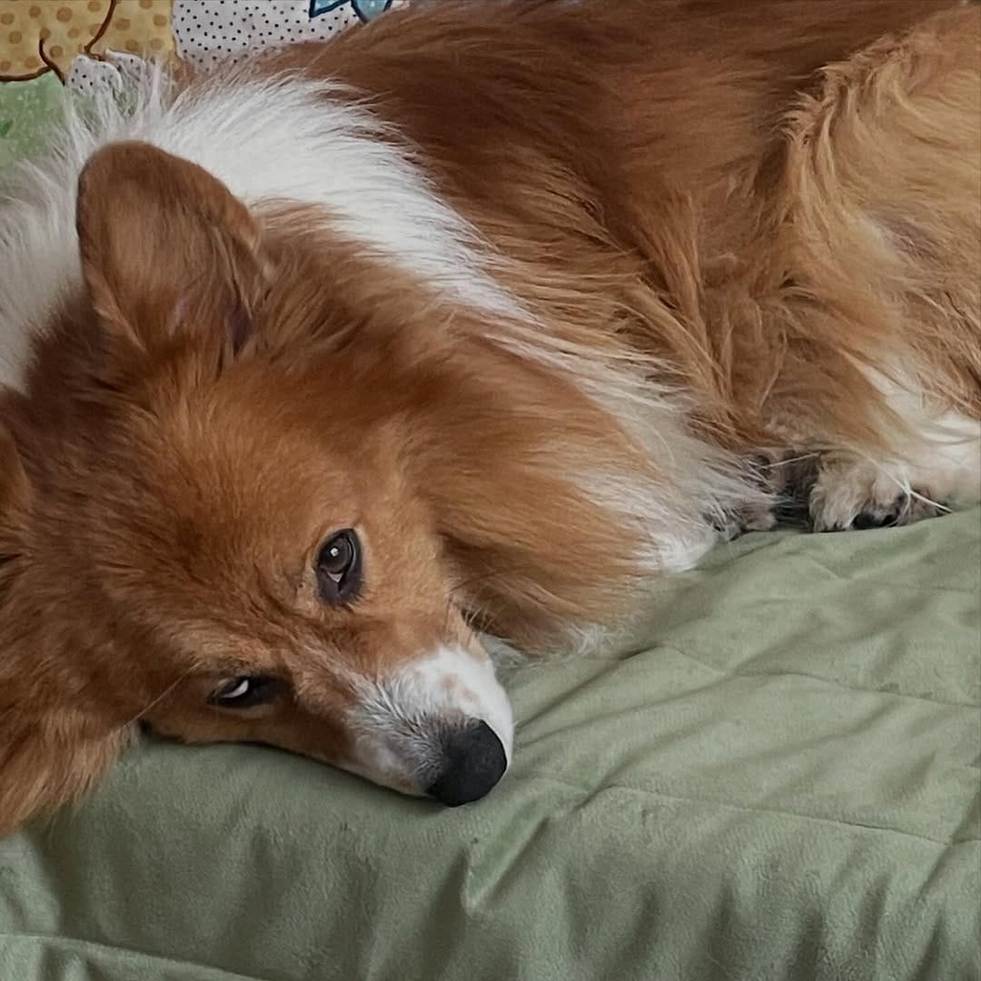 Post 2 by Otto de Corgi on Instagram (image)