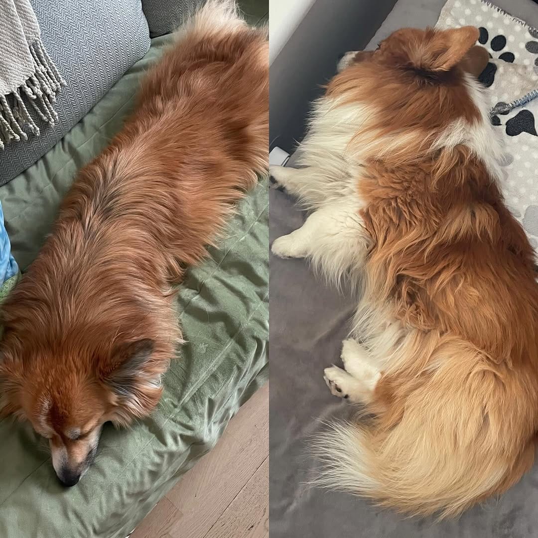 Post 4 by Otto de Corgi on Instagram (image)