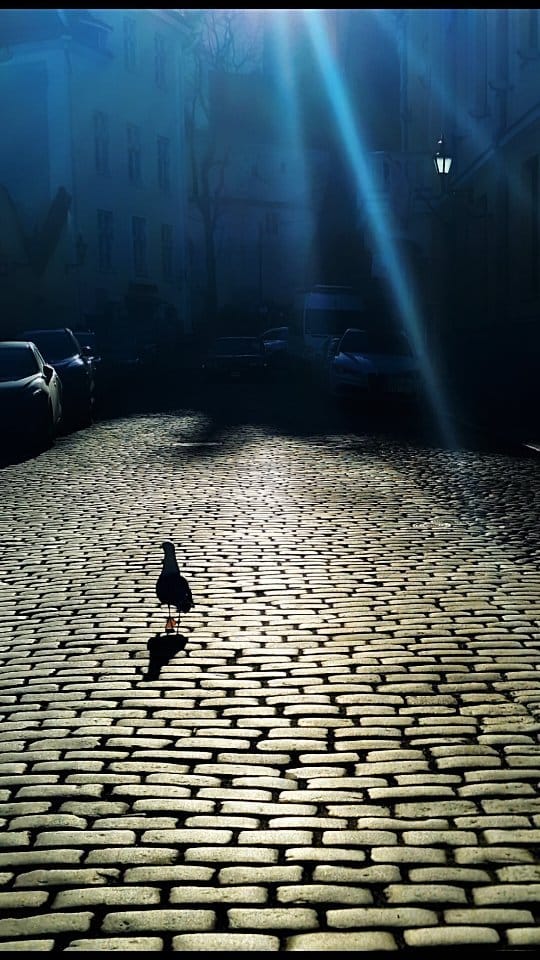 Post 9 by Olga Allikson on Instagram (video)