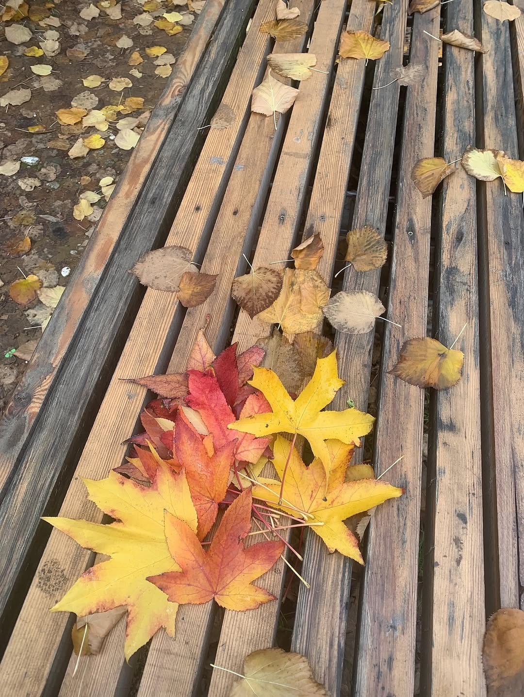 Post 4 by Lelisa Shani on Instagram (image)